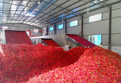 Hot chilli drying machine